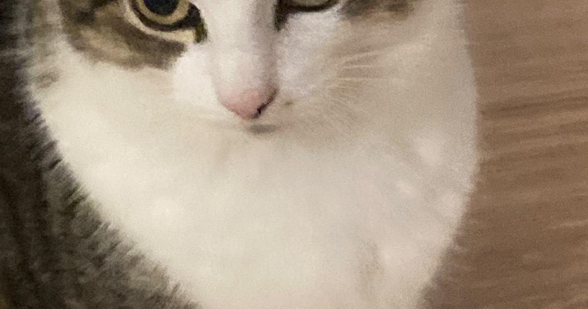 Heb jij Flora gezien? Dit huisdier wordt in Oldenzaal vermist