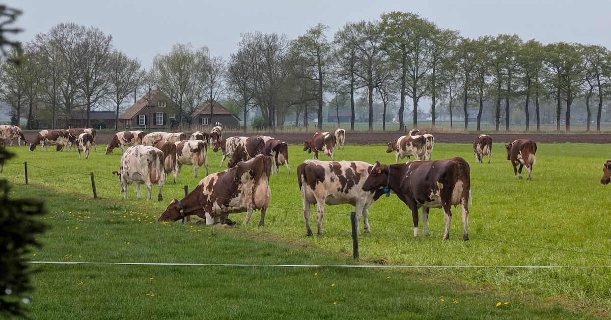 Dit stuurden jullie in: Deze koe gaat liever vreemd • Dit zwembad in Steenderen beleefde een koninkl