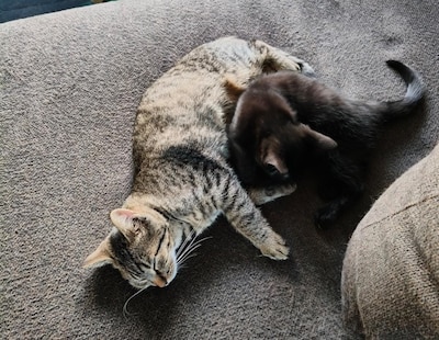 Heb jij Gizmo gezien? Dit huisdier wordt in Almelo vermist