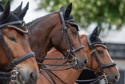 Ruzie rond paarden tussen eigenaar en Markelose stal voor rechter: ‘Wil geen zaken meer met deze men