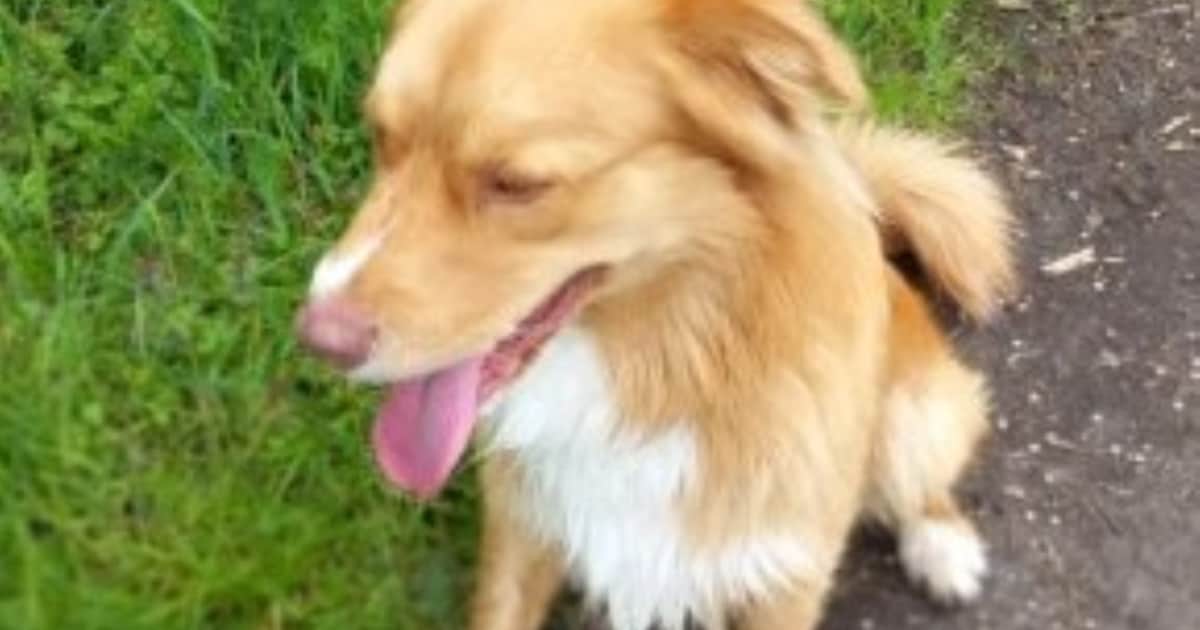 Heb jij Duuk gezien? Dit huisdier wordt in Dinkelland vermist