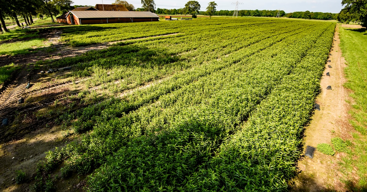 Geen nieuwe lelieteelt in Hof van Twente door tijdelijk verbod: ‘Rust op platteland’