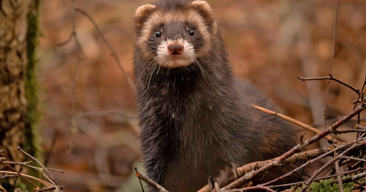 Expositie Natuurfocus start in Kulturhus Holten