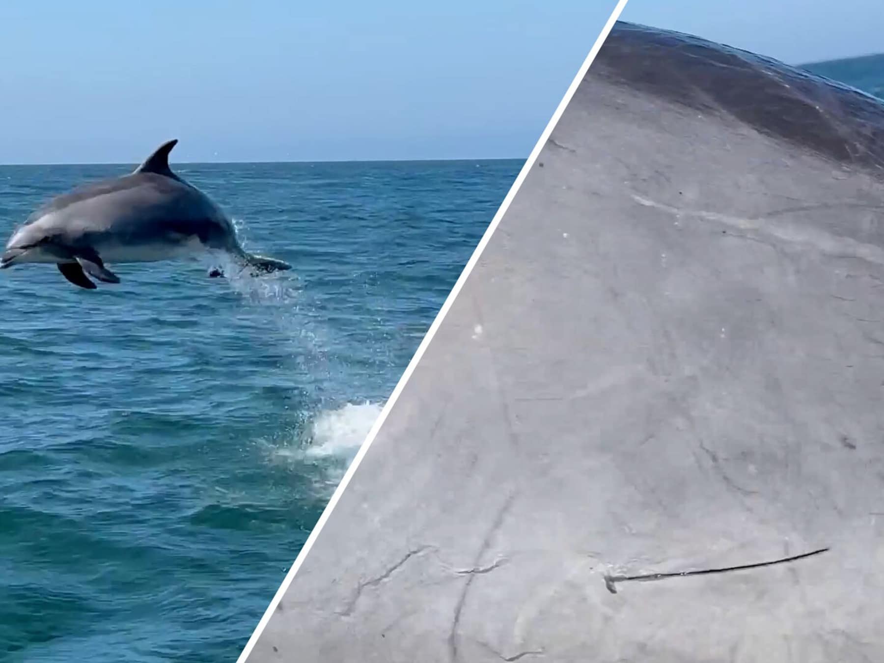 Dolfijn springt tegen reling van toeristenboot in de VS