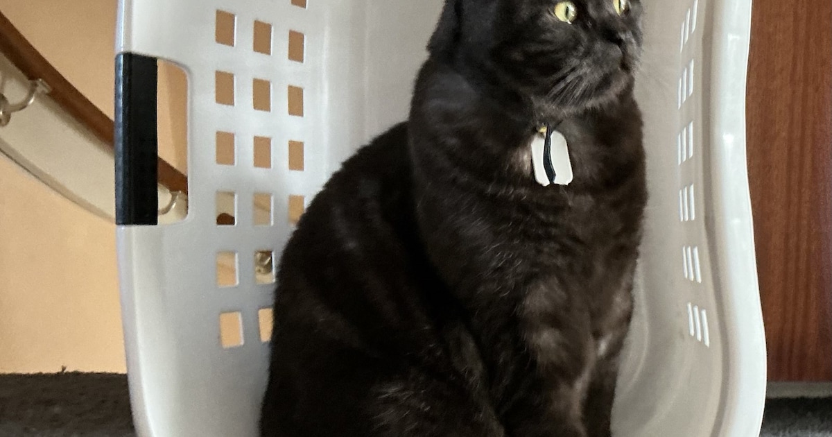 Heb jij Woezel gezien? Deze twee huisdieren worden in Hof van Twente vermist