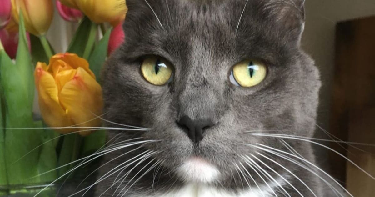 Heb jij Ollie gezien? Dit huisdier wordt in Hellendoorn vermist