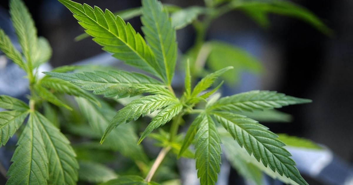 Enschede sluit pand aan Burgemeester Jacobsstraat na drugsvondst