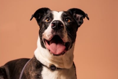 Asieldier van de week: Jack zoekt een ervaren baasje in Hengelo