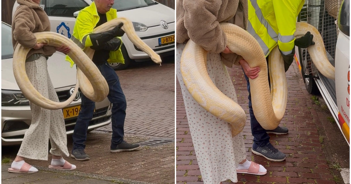 Gigantische tijgerpython uit huis overleden Enschedeër gehaald: ‘Grootste slang die we ooit kregen’