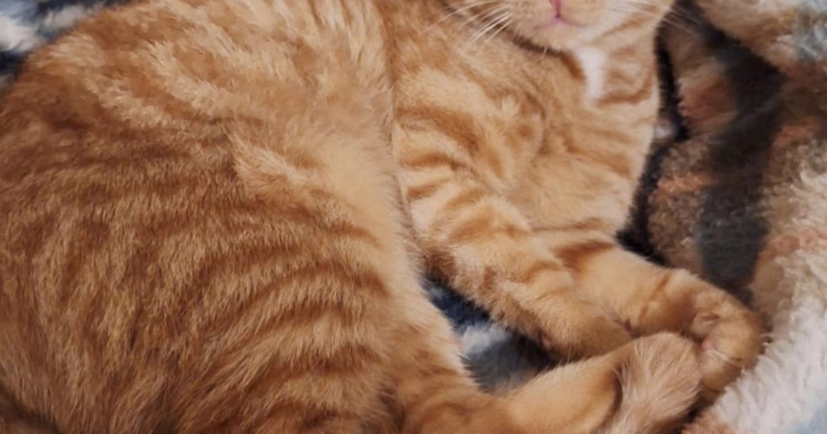 Heb jij Tommy gezien? Dit huisdier wordt in Winterswijk vermist