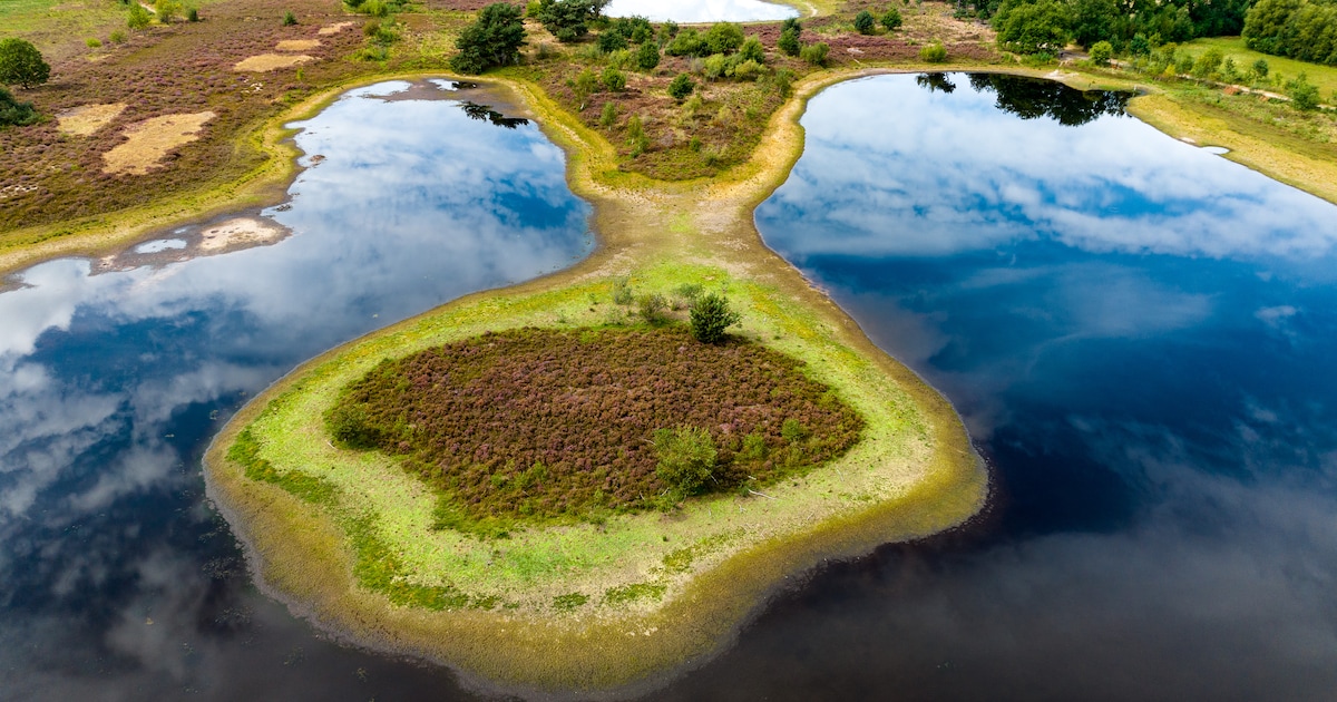 Lattropse boeren luiden noodklok over vernattingsplan: ‘Voor mij is het te laat’