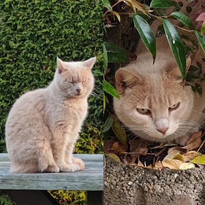 Kat Sunny verdwijnt in Leeuwaren, wordt mogelijk 150 kilometer verderop in Twente gespot