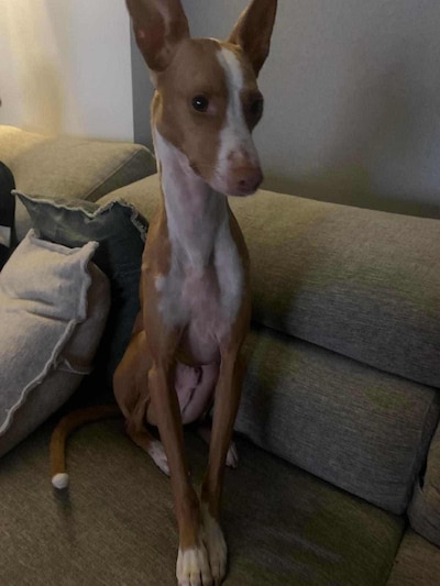 Heb jij Ray gezien? Dit huisdier wordt in Almelo vermist