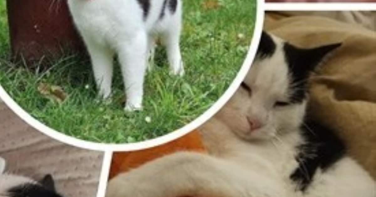 Heb jij Swerf gezien? Dit huisdier wordt in Oost Gelre vermist