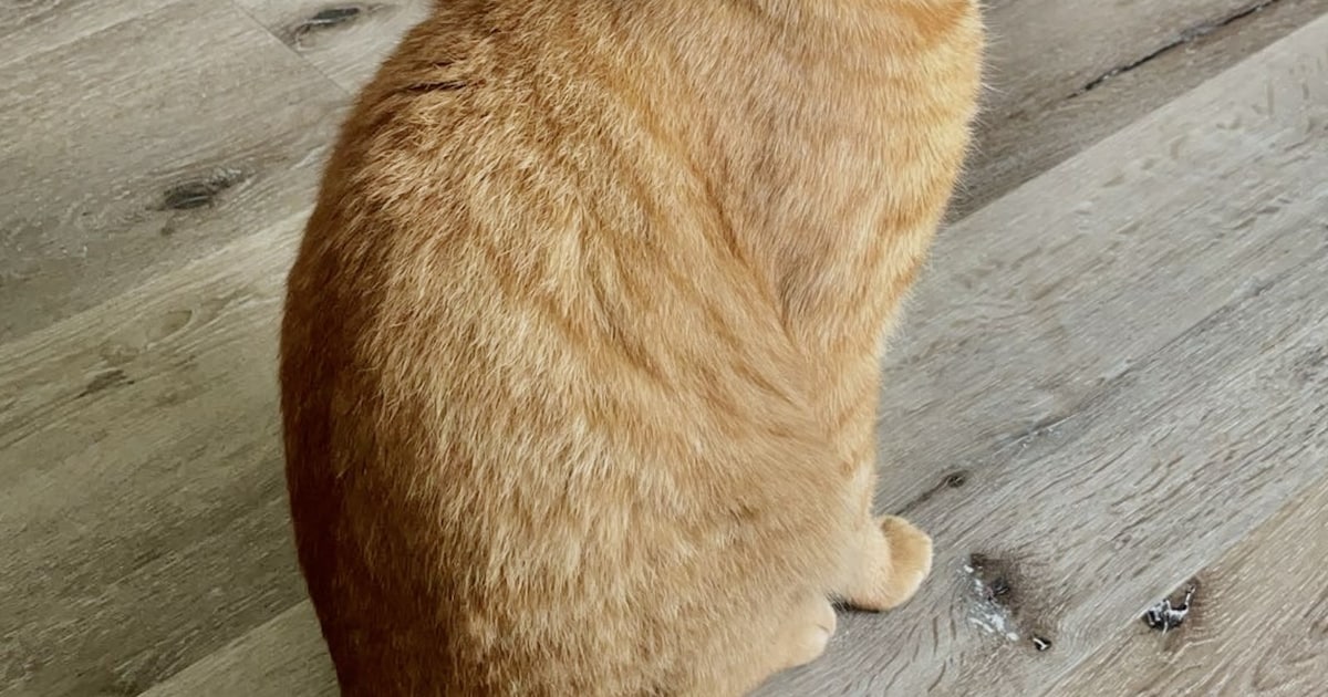 Heb jij Ginger gezien? Dit huisdier wordt in Twenterand vermist