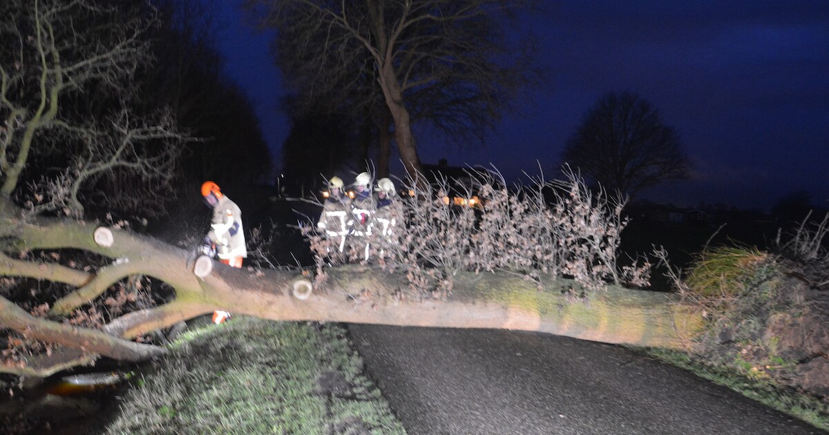 Omgevallen boom blokkeert weg in Daarle