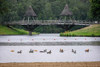 Jager beboet voor afschieten grauwe ganzen op Het Hulsbeek: ‘Ik dacht dat het mocht’