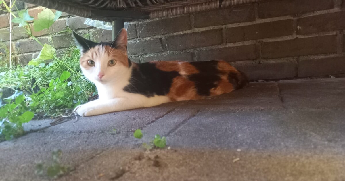 Heb jij Jack, Chabo of Lola gezien? Deze drie huisdieren worden in ...