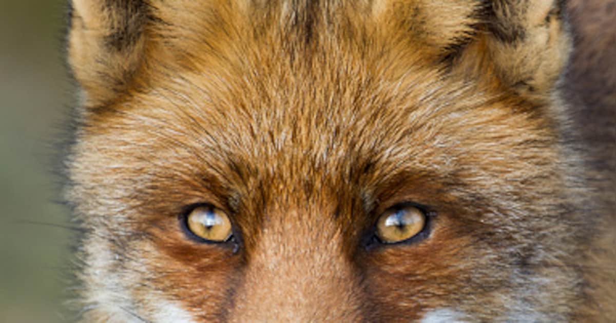 Noordoost-Twente gaat op vossen jagen om vogels te redden