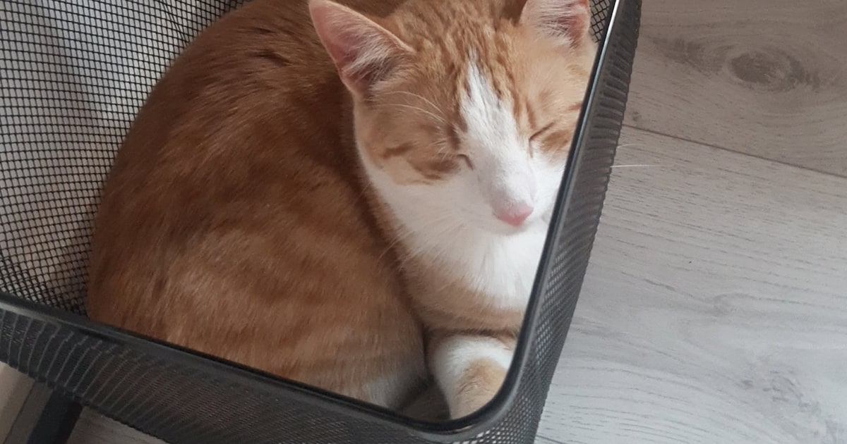Heb jij Pluis gezien? Dit huisdier wordt in Twenterand vermist