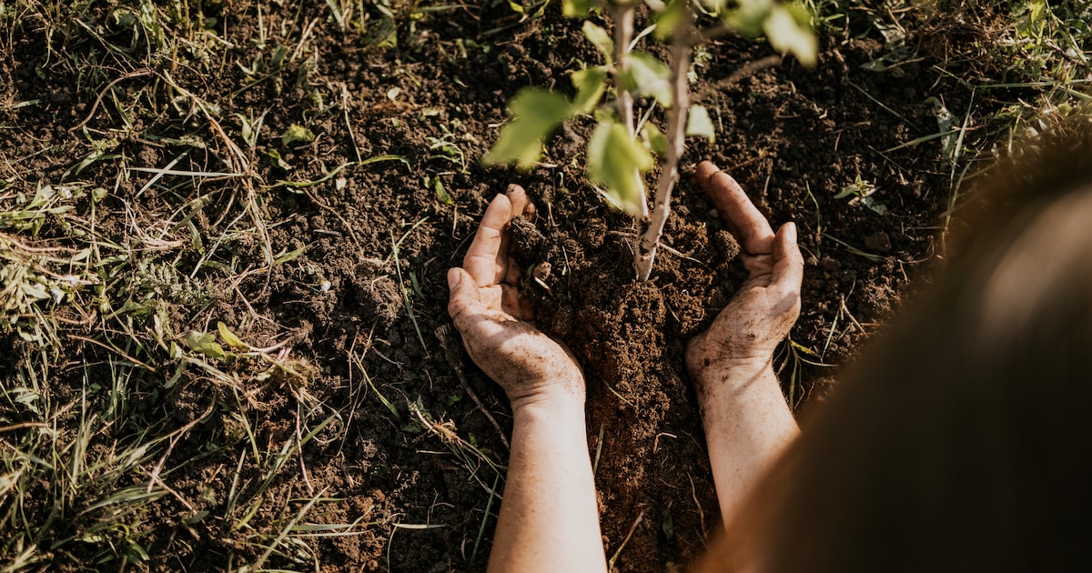 12.000 bomen geplant in buitengebied Enschede