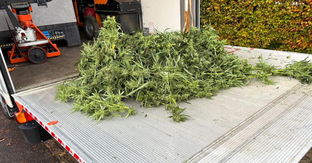 Zwijgende verdachten sluiten deal met justitie na vondst vijf hennepkwekerijen in Deventer