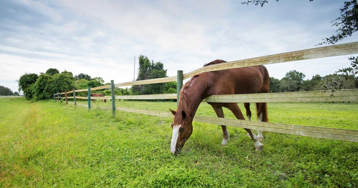 Politie neemt zes verwaarloosde paarden in beslag in Saasveld: ‘Vermagerd en andere mankementen’