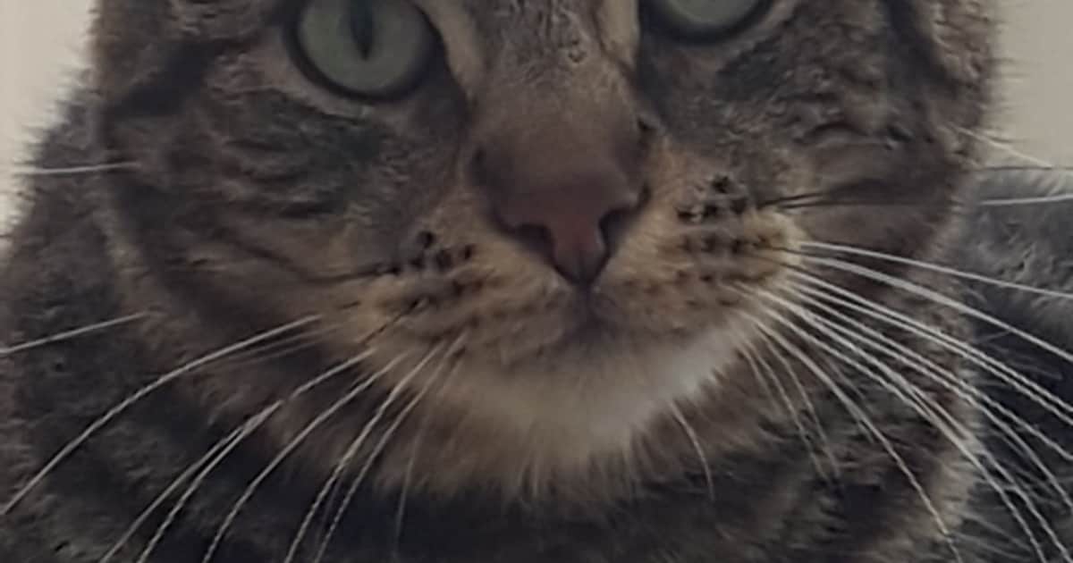 Heb jij Froomey gezien? Dit huisdier wordt in Rijssen-Holten vermist