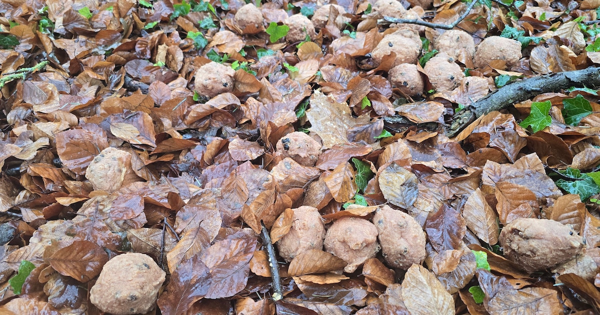 Wandelaar schrikt vandaag van oliebolregen: ‘Het zijn er echt duizenden’