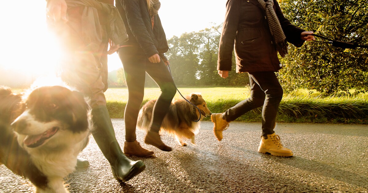 Wandeltocht in Vragender