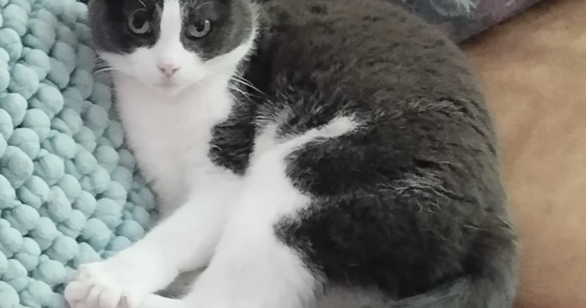 Heb jij Renéetje gezien? Dit huisdier wordt in Losser vermist