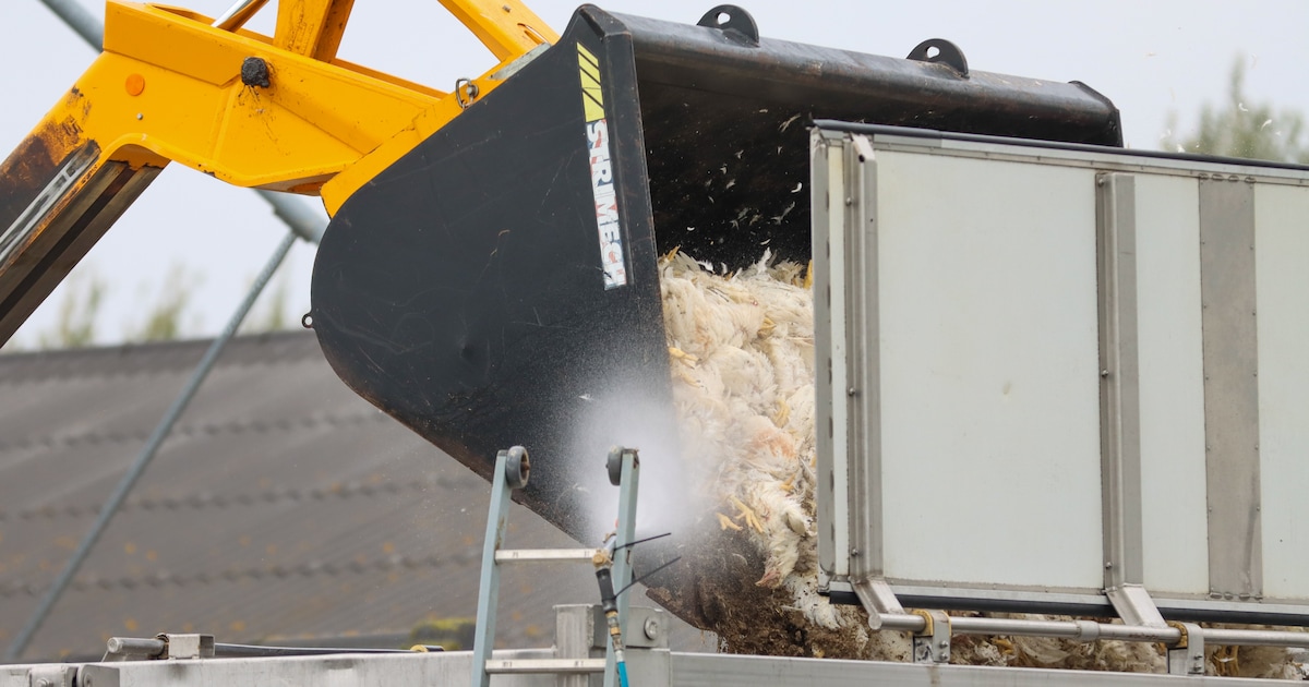Opnieuw vogelgriep in Bornerbroek: alle 70.000 dieren geruimd