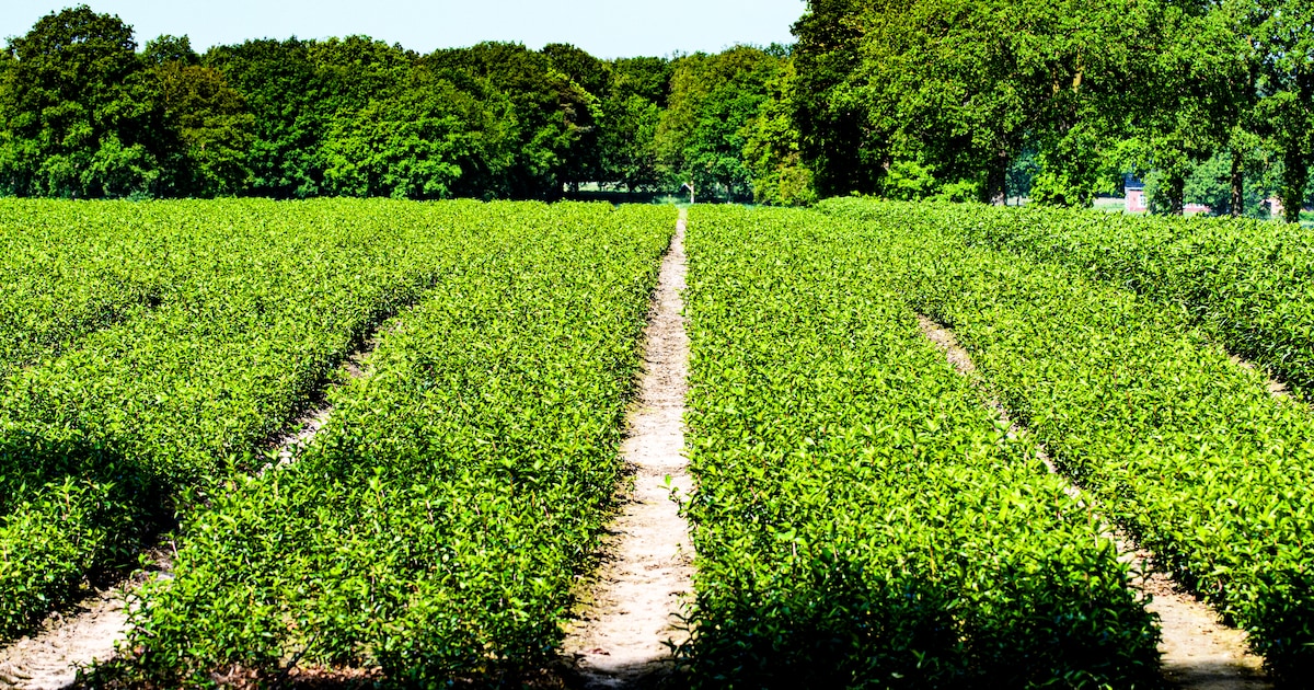 Besluit over verbod op lelieteelt in Hof van Twente komt later: ‘Meer uitzoekwerk nodig’