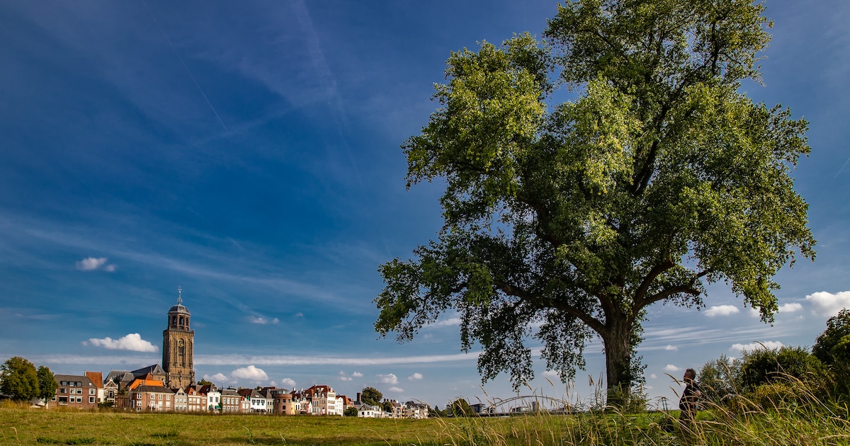 Verrassend aantal inzendingen voor de verkiezing van ‘Mooiste boom van Salland’