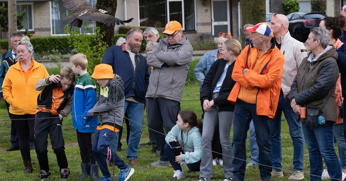 Even bukken als er een roofvogel langs komt op Koningsdag in Lathum