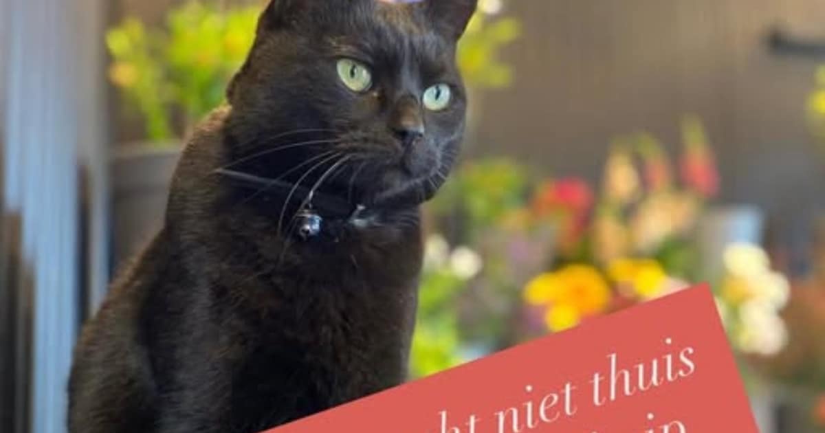 Heb jij Pip gezien? Dit huisdier wordt in Rijssen-Holten vermist