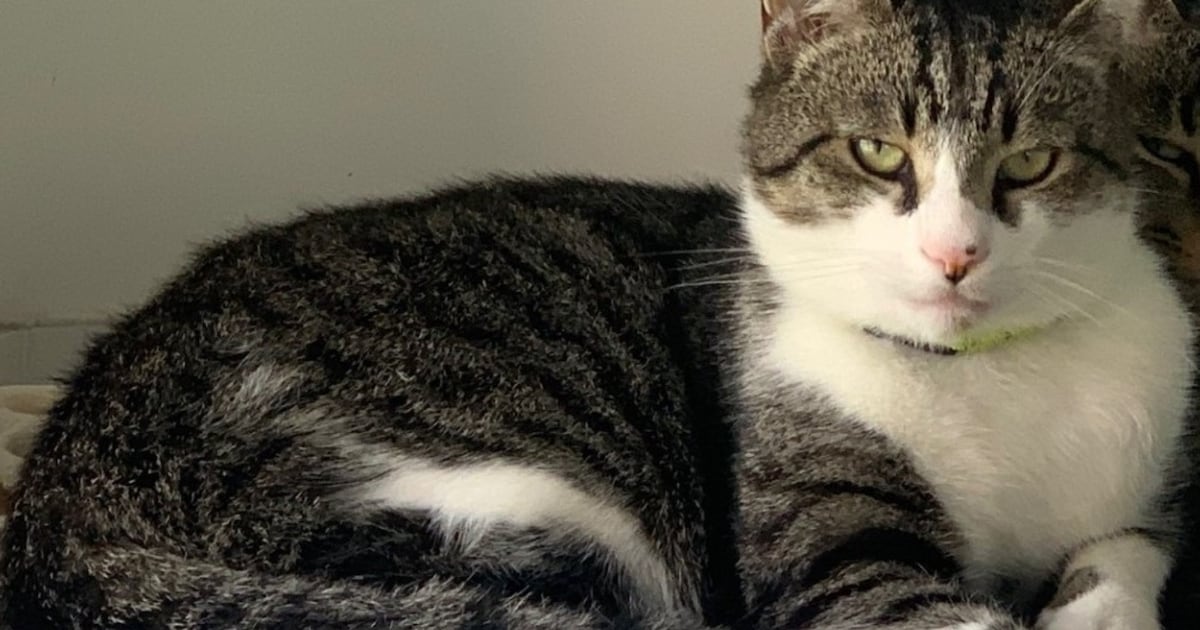 Heb jij Muck gezien? Dit huisdier wordt in Tubbergen vermist