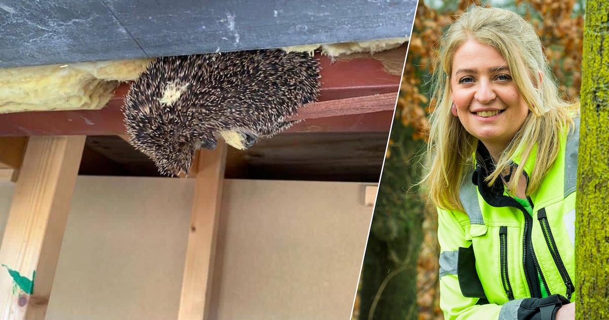 Plafond van Enschedees restaurant moet opengebroken worden voor dier in nood: ‘Je zag zijn pootjes b