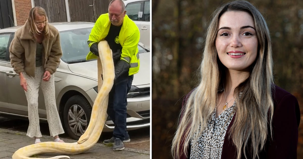 Redding enorme tijgerpython in Enschede had anders gemoeten: ‘Val is ...