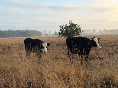 Landschap Overijssel: Runderen blijven permanent grazen in Het Boetelerveld
