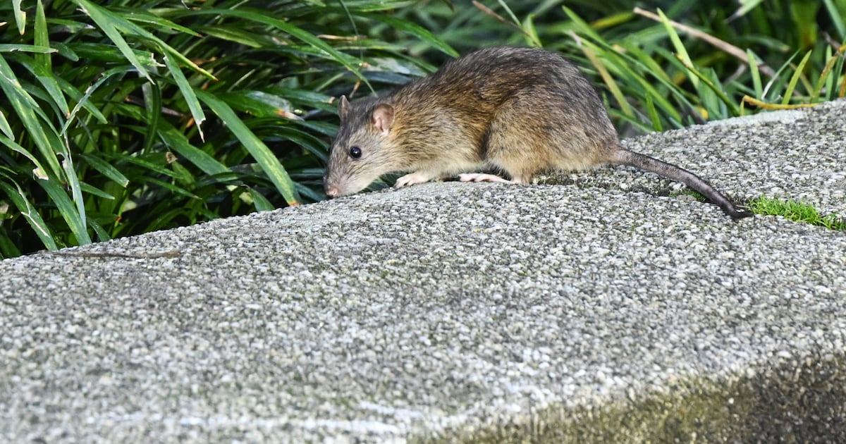Van keukens in Hengelo tot tuinen in Delden: ratten duiken vaker op in Twente, maar wat zegt dat ech