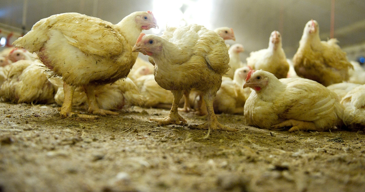 Vogelgriep op pluimveebedrijf in Bornerbroek, duizenden dieren worden geruimd
