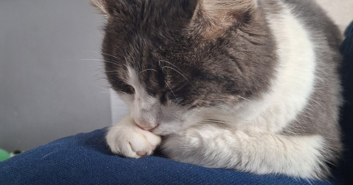 Heb jij Didi of Nikai gezien? Deze twee huisdieren worden in Deventer vermist