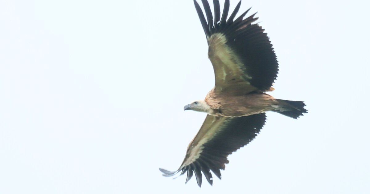 Groep reusachtige gieren strijkt neer op landgoed in Diepenheim: Holymoly!