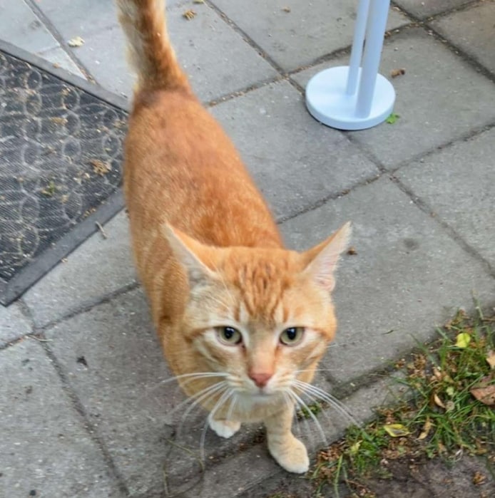 Aangewandeld bij Loes in Delden: wie mist zijn rode, knuffelige kater ...