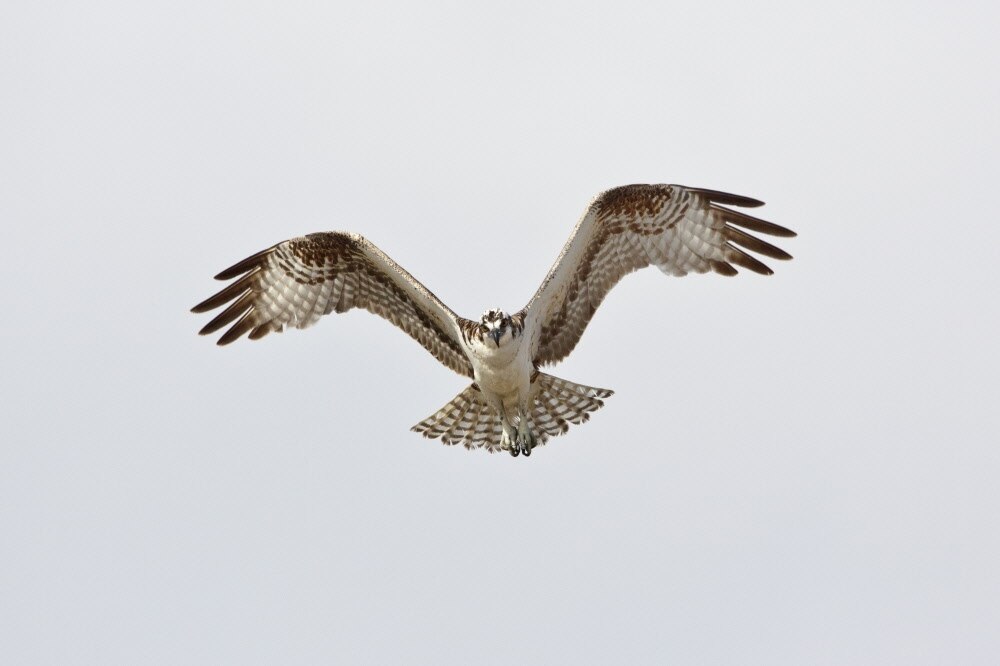 Visarend trekt veel bekijks bij Retentieplas Woolde in Hengelo