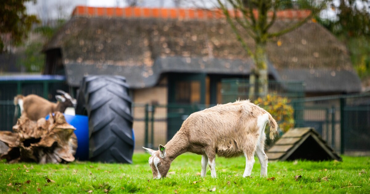Wat bezielde man (20) die geit ‘doodknuffelde’? ‘Vind het juist leuke ...