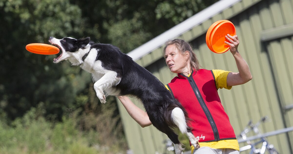 Honden kunnen vliegen bij EK Dog Frisbee in Den Ham