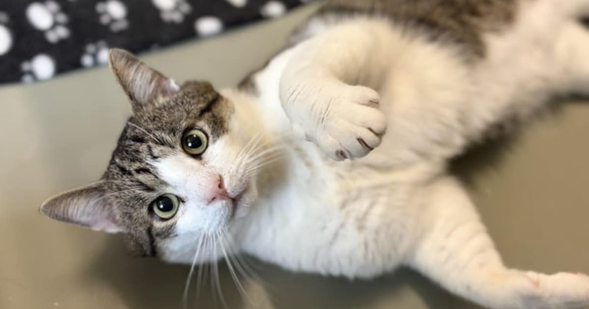 Knappe en nieuwsgierige kater Tähti zoekt baasje