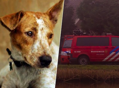 Dode pup en 71 verwaarloosde honden gevonden in Friese woonboerderij